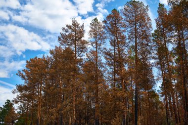 Doğa manzarası manzarası
