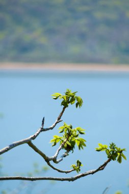 Sahilde yeşil yapraklı bir dal.
