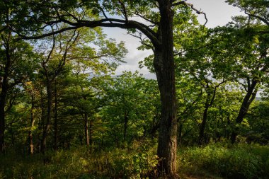 Doğa manzarası manzarası