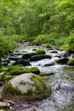 Ormanda yosun ve taşlarla dolu bir nehir