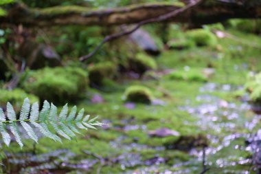 Ormanda yosun ve taşlarla dolu bir nehir