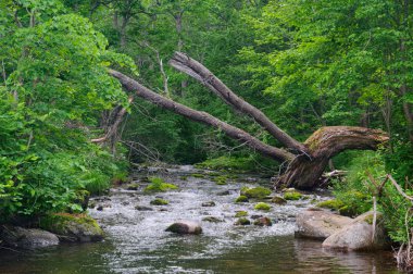 Ormanda yosun ve taşlarla dolu bir nehir