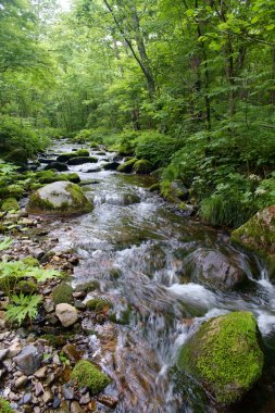 Ormanda yosun ve taşlarla dolu bir nehir