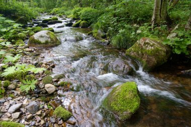 Ormanda yosun ve taşlarla dolu bir nehir