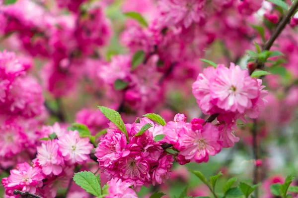 Japanische Kirsche Sakura Russland Botanischer Garten Wladiwostok — Stockfoto