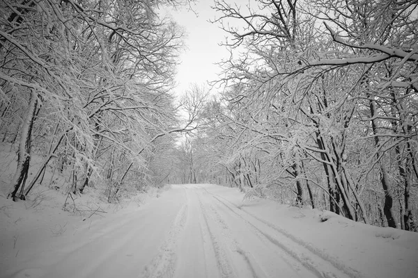 Road Park Winter Landscape — Stock Photo, Image