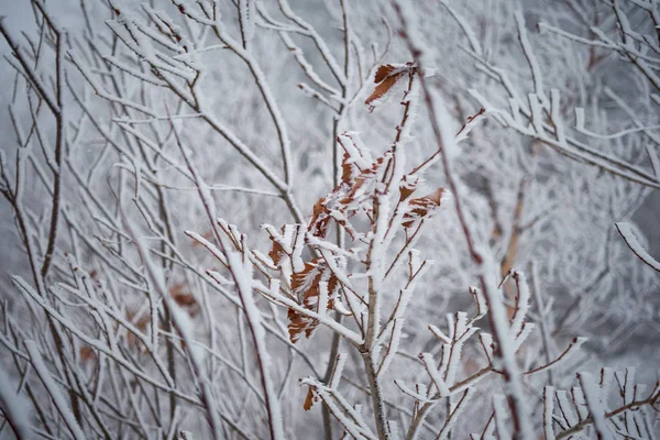 Jesienne Liście Mrozem Śniegu — Zdjęcie stockowe