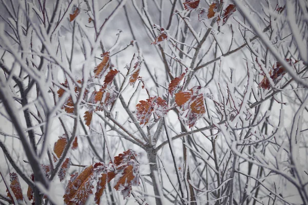 Autumn Leaves Hoarfrost Snow — Stock Photo, Image