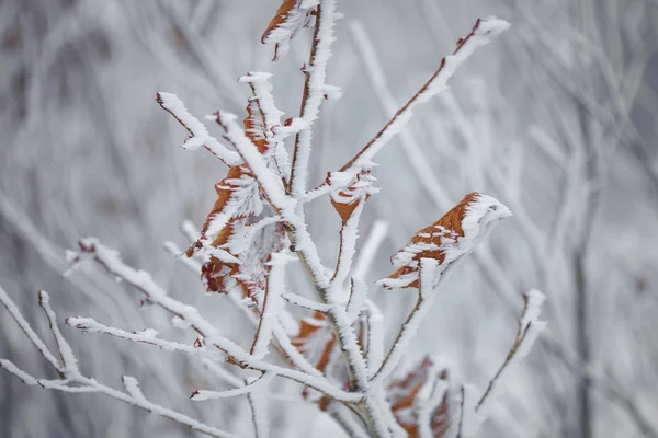 Őszi Levelek Rekedt Jéggel Hóban — Stock Fotó