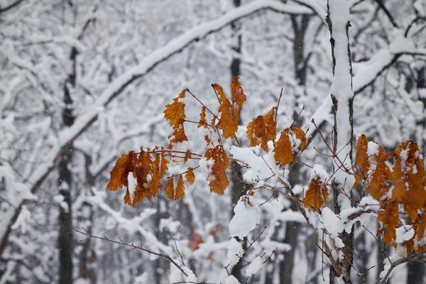 Autumn Leaves Hoarfrost Snow — Stock Photo, Image