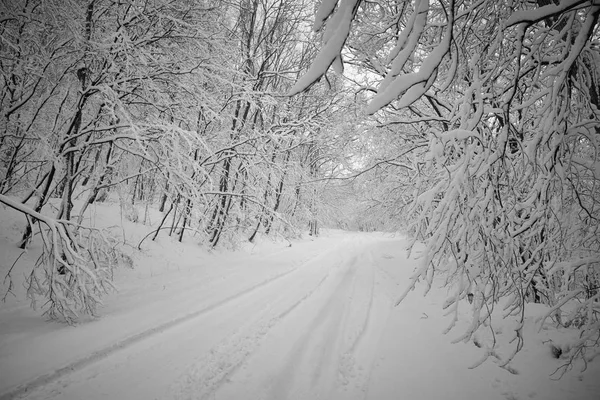 Road Park Winter Landscape — Stock Photo, Image