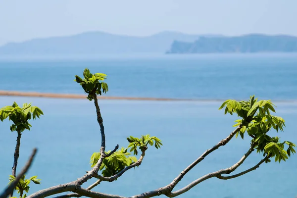 Větev Zelenými Listy Pláži — Stock fotografie