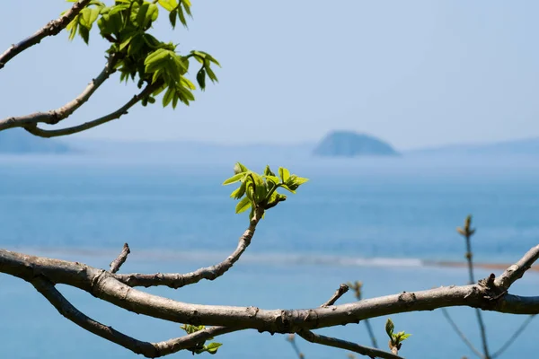 Ветка Зелеными Листьями Пляже — стоковое фото