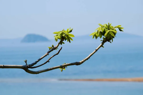 Ramo Con Foglie Verdi Sulla Spiaggia — Foto Stock