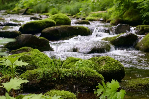 River Moss Stones Forest — Stock Photo, Image