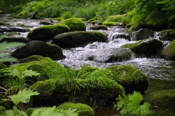 Rio Com Musgo Pedras Floresta — Fotografia de Stock