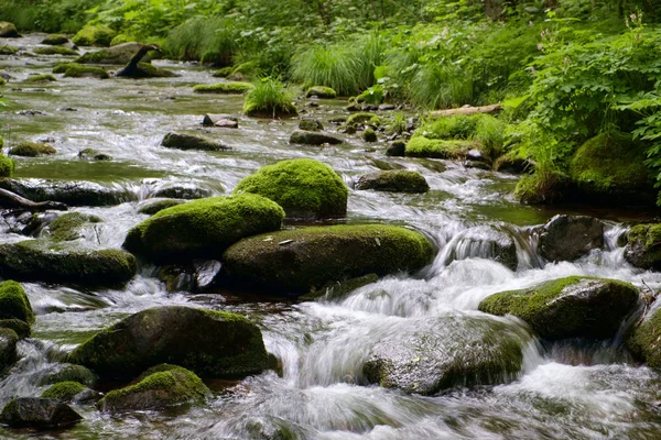 Річка Мохом Камінням Лісі — стокове фото