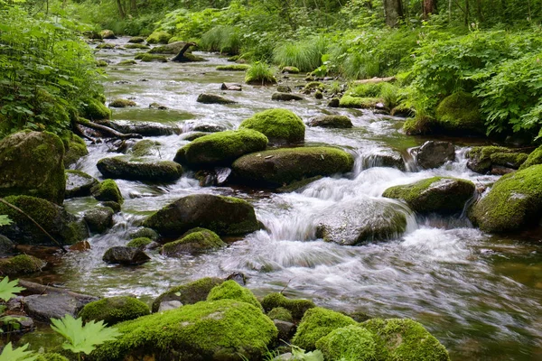 Rio Com Musgo Pedras Floresta — Fotografia de Stock