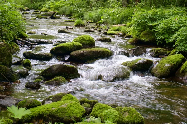 Řeka Mechem Kameny Lese — Stock fotografie