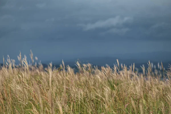 Groen Veld Met Blauwe Lucht Wolken — Stockfoto