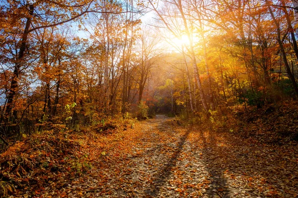 与秋天的叶子和树木路径 — 图库照片