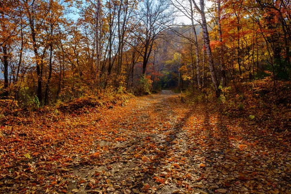 Path Autumn Leaves Trees — Stock Photo, Image