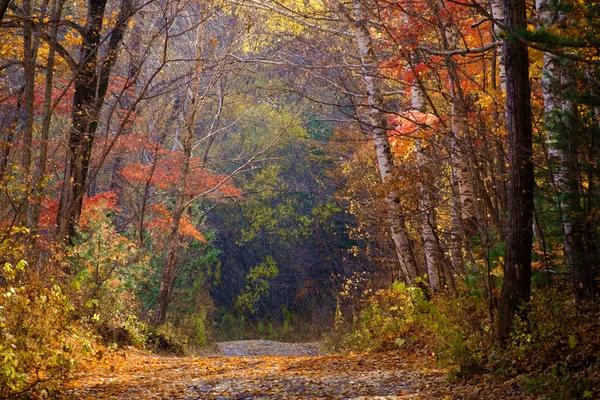 Path Autumn Leaves Trees — Stock Photo, Image