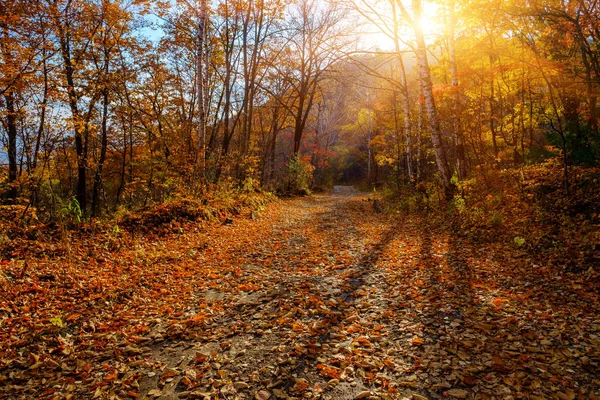 Path Autumn Leaves Trees — Stock Photo, Image