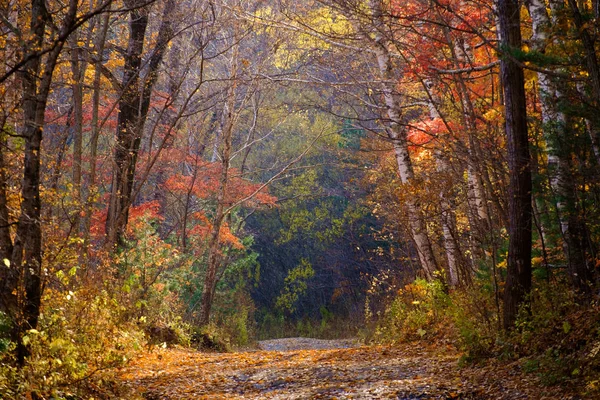 Weg Mit Herbstblättern Und Bäumen — Stockfoto