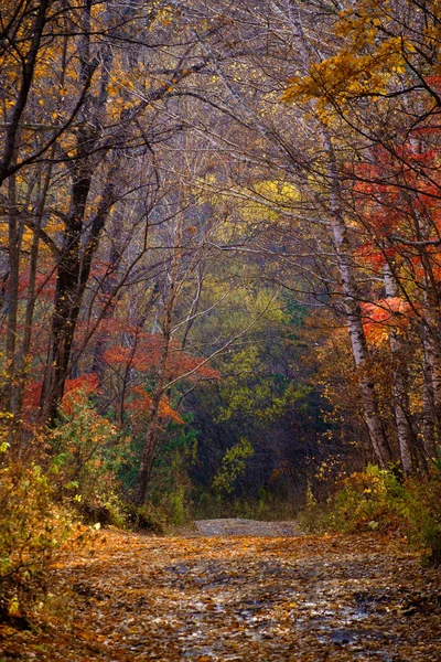 Weg Mit Herbstblättern Und Bäumen — Stockfoto