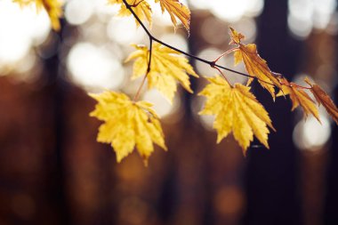 Renkli sonbahar yapraklarının yakın görüntüsü