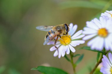 Bahçedeki bir çiçekte güzel bir arı