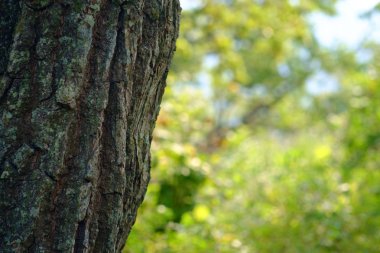 Bir ağacın gövdesinin yakın görüntüsü