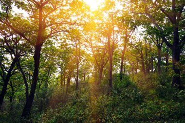 Ormanda ağaçlar ve güneş ışınları