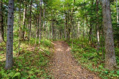 Orman ve ağaçlarla dolu yaz manzarası