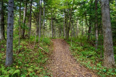Orman ve ağaçlarla dolu yaz manzarası