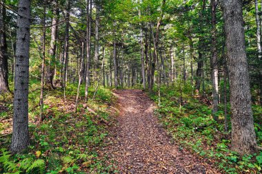 Orman ve ağaçlarla dolu yaz manzarası