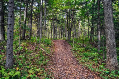 Orman ve ağaçlarla dolu yaz manzarası