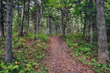 Orman ve ağaçlarla dolu yaz manzarası