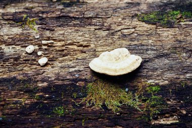 Ağaç mantarı yakın plan görüntüsü