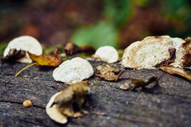 Ağaç mantarı yakın plan görüntüsü