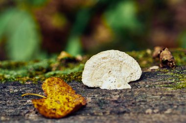 Ağaç mantarı yakın plan görüntüsü