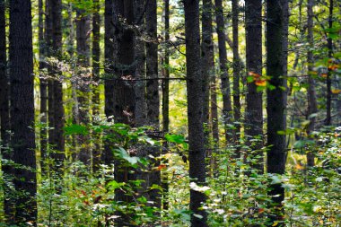 Orman ve ağaçlarla dolu yaz manzarası