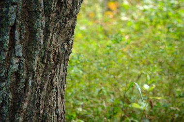 Bir ağacın gövdesinin yakın görüntüsü