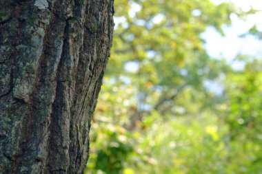 Bir ağacın gövdesinin yakın görüntüsü