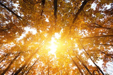 Ormanda sonbahar ağaçları ve güneş