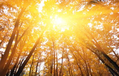 Ormanda sonbahar ağaçları ve güneş