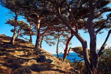 Doğa manzarası manzarası