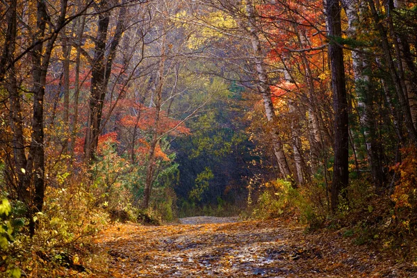 Path Autumn Leaves Trees — Stock Photo, Image