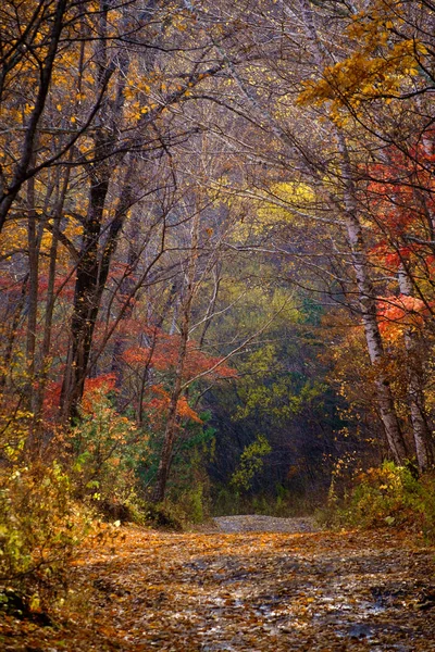 Weg Mit Herbstblättern Und Bäumen — Stockfoto